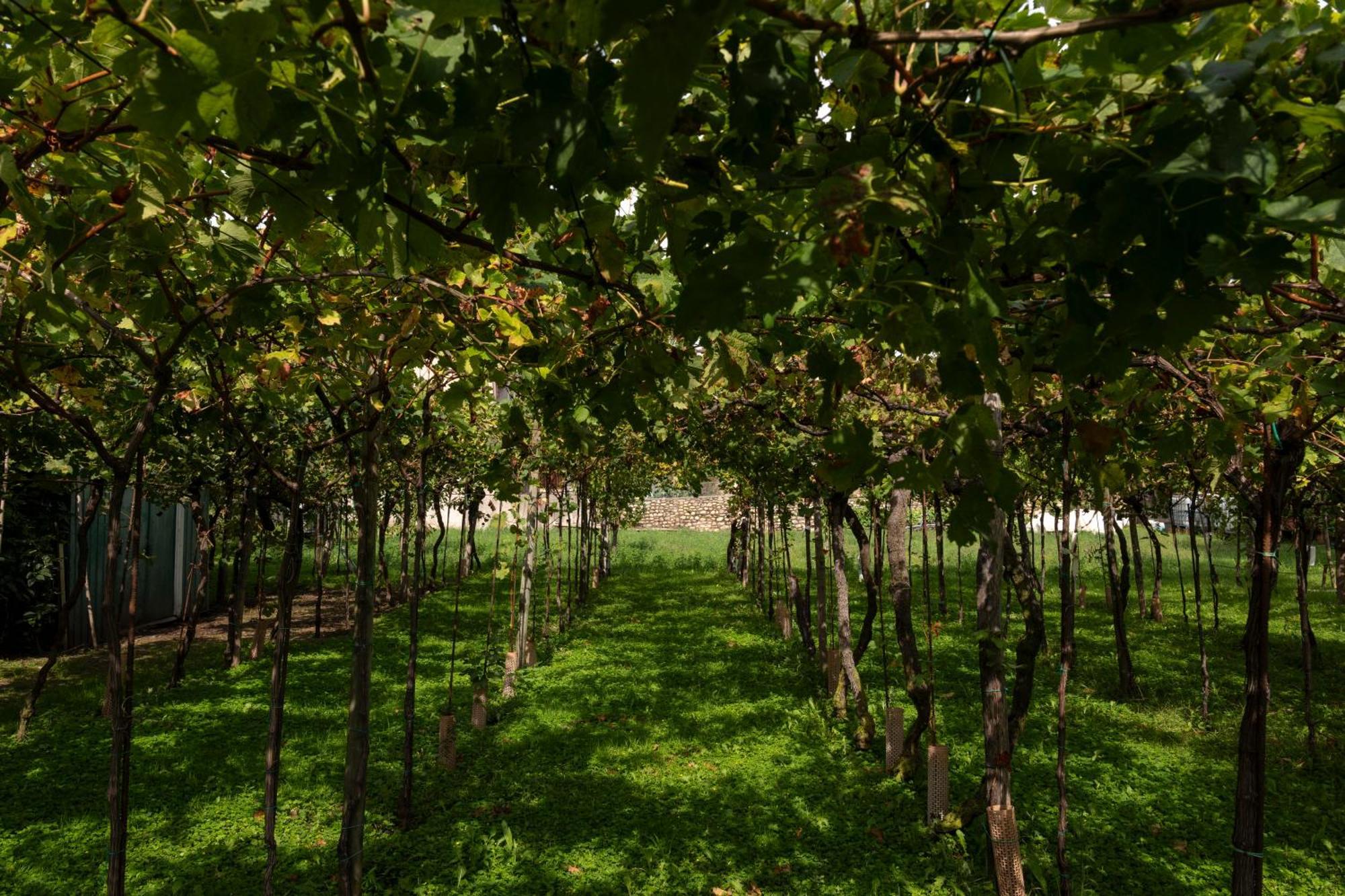 La Terrazza Sulle Vigne B&B Corte Franca Dış mekan fotoğraf